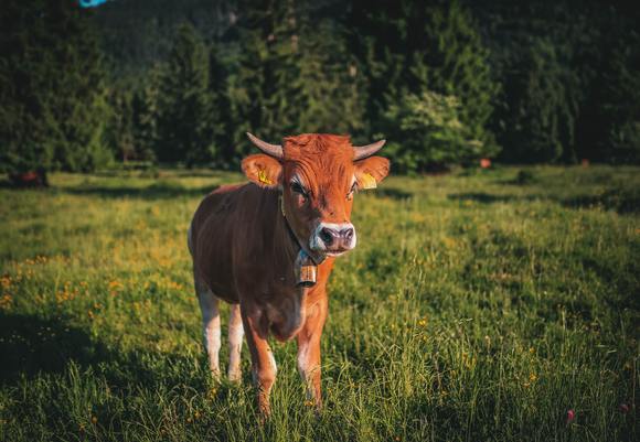 Agriculture animal bell calf 463732
